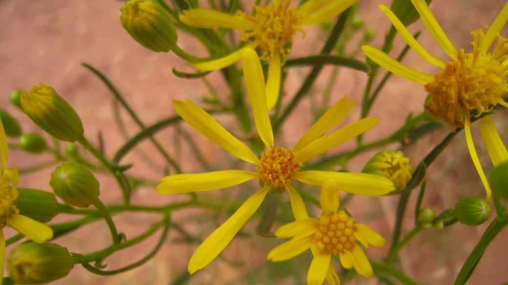 Broom-Like Ragwort - Senecio Spartioides