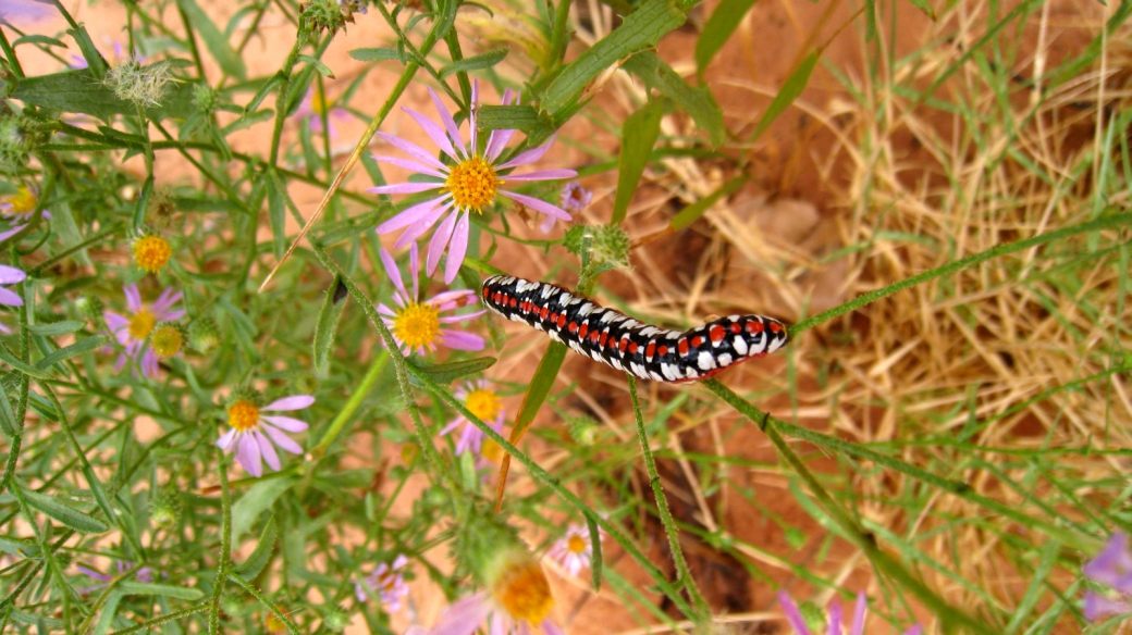 Purple Aster - Symphyotrichum Ascendens / Cucullia Dorsalis