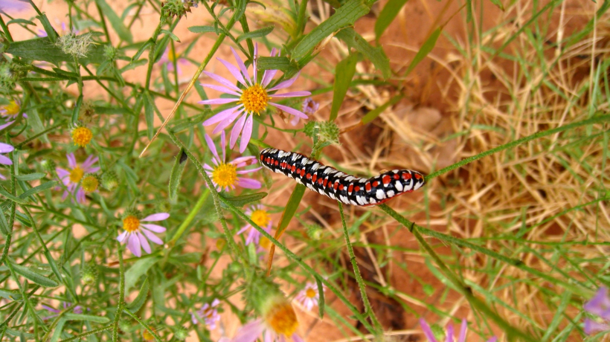 Purple Aster – Symphyotrichum Ascendens / Cucullia Dorsalis