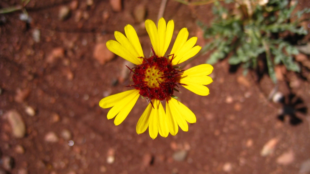 Red Dome Blanket Flower – Gaillardia Pinnatifida