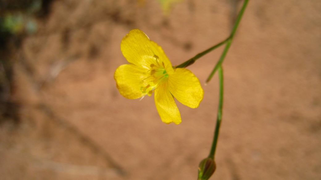 Utah Yellow Flax - Linum Subteres 