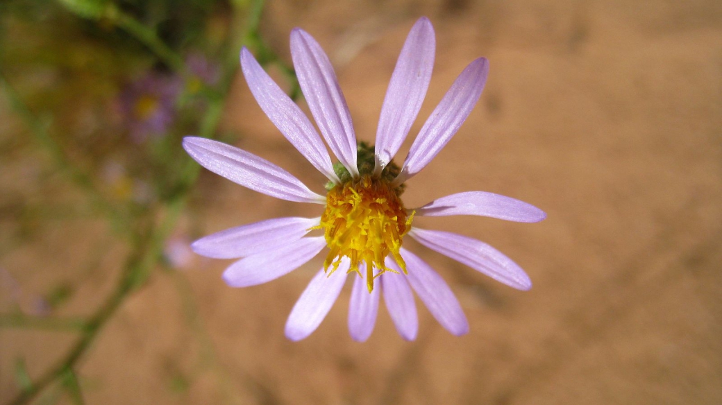 Purple Aster - Symphyotrichum Puniceum