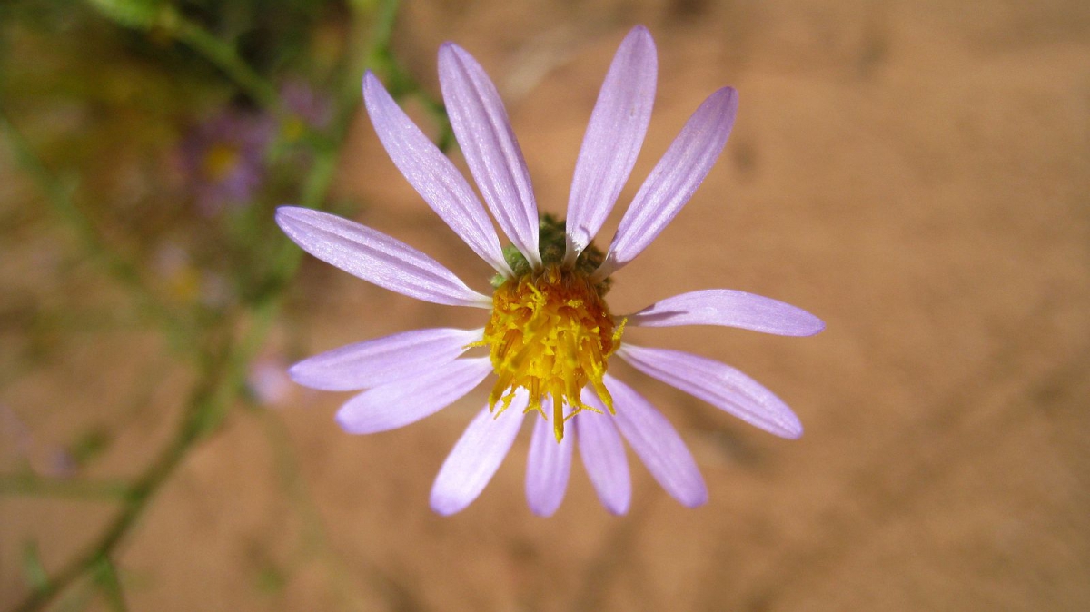 Purple Aster – Symphyotrichum Puniceum