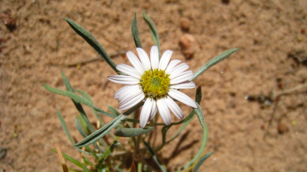 Silvery Townsendia - Townsendia Florifer