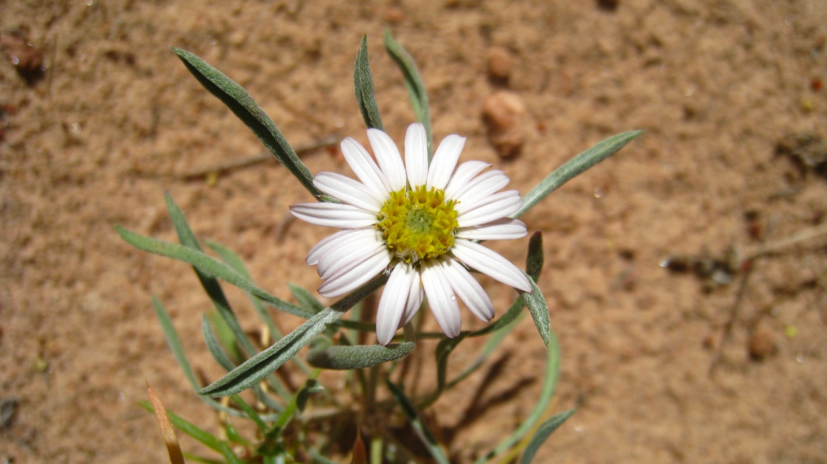 Silvery Townsendia – Townsendia Florifer