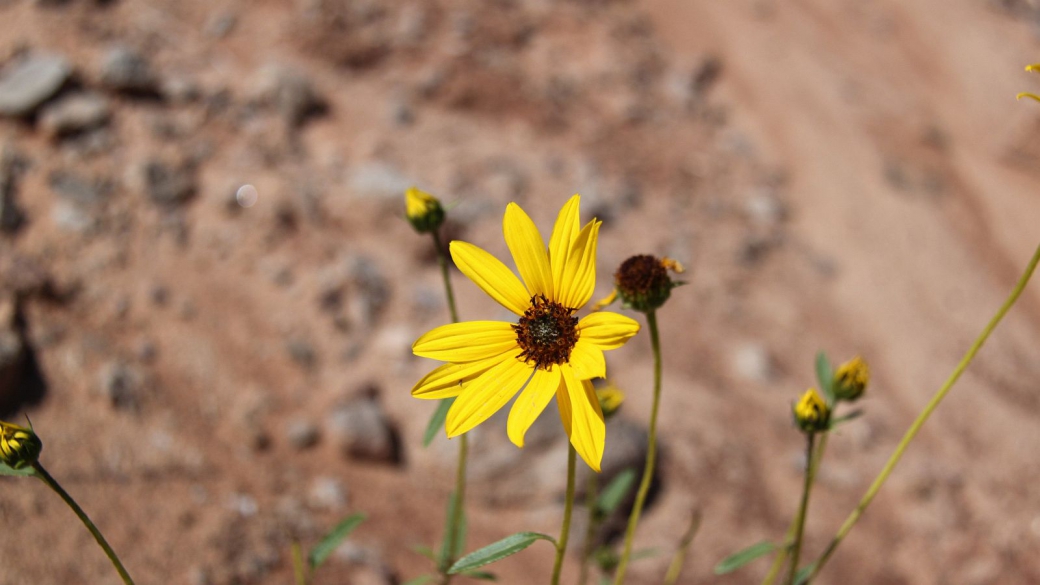 Common Sunflower - Helianthus Annuus