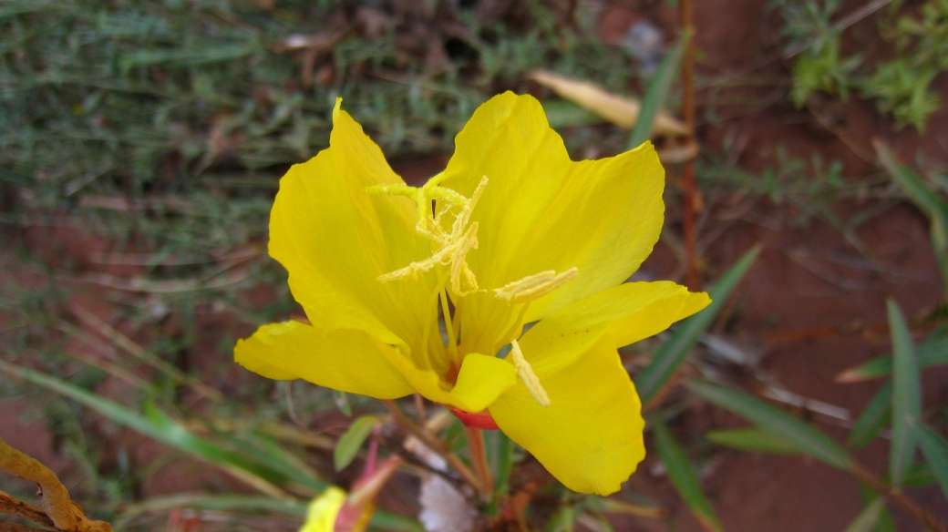 Hooker's evening primrose - Oenothera Elata