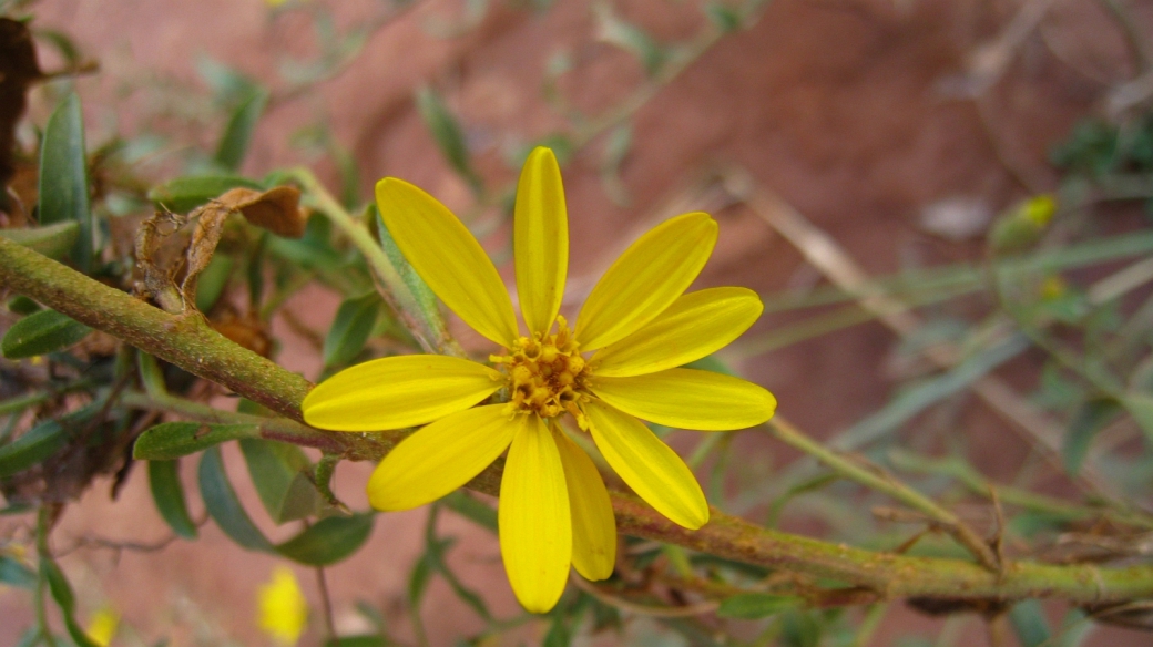 Hairy Arnica - Arnica Mollis