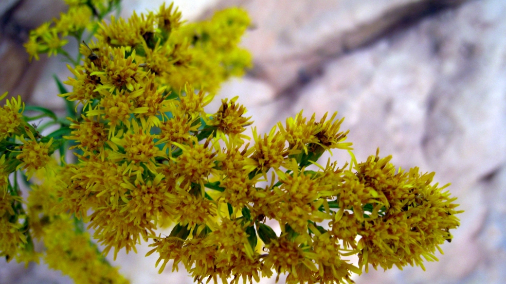 Meadow Goldenrod - Solidago