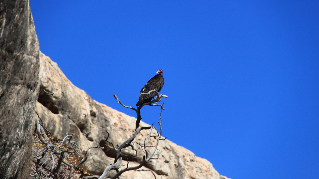 Un vautour guettant les touristes maladroits à Natural Bridges National Monument.