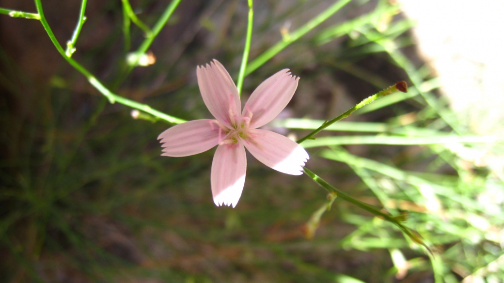 Skeletonplant - Lygodesmia Grandiflora