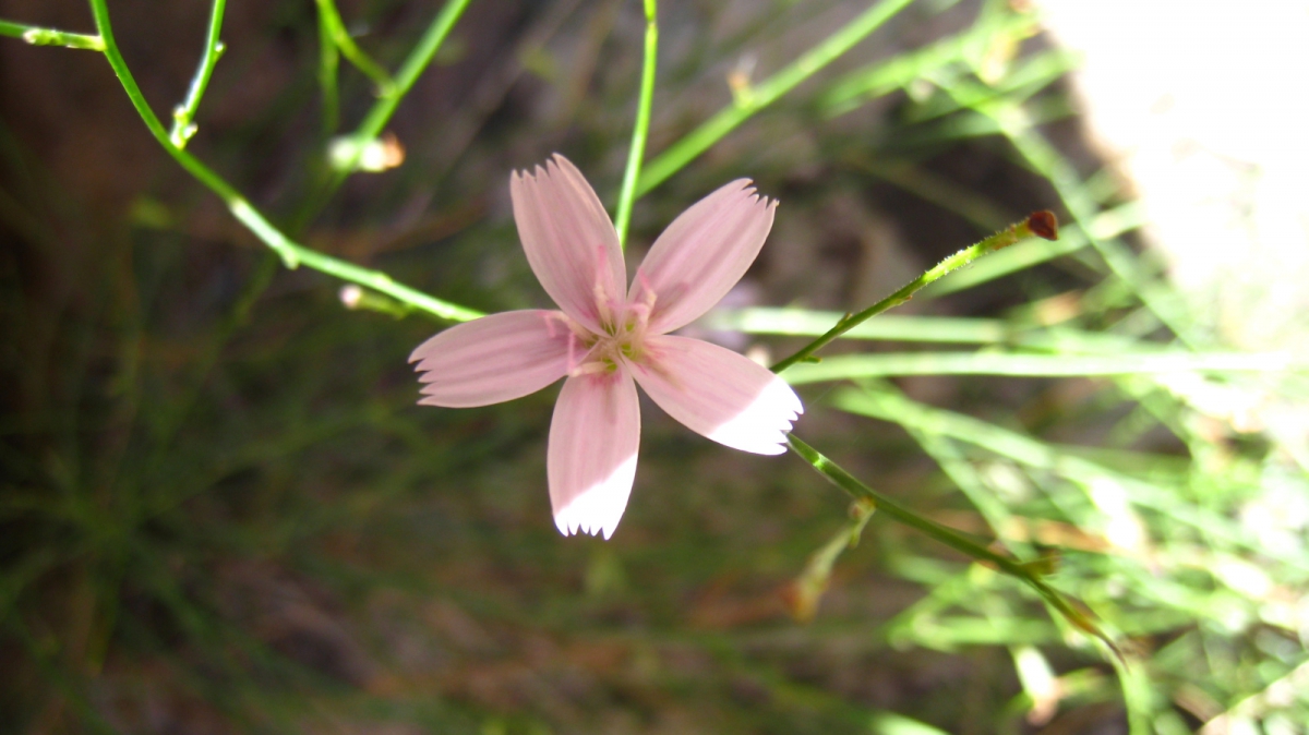 Skeletonplant – Lygodesmia Grandiflora