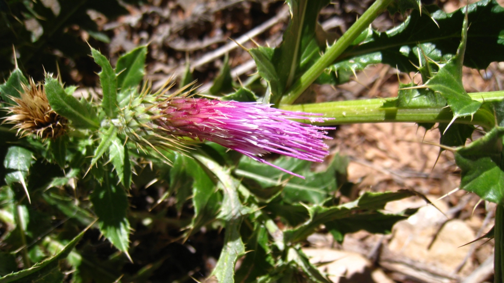 Arizona Thistle - Cirsium Arizonicum