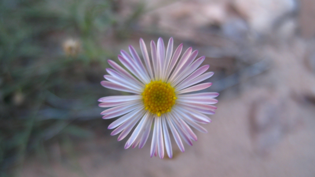 Mojave Aster - Xylorhiza Tortifolia 