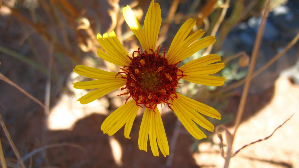 Common Madia – Madia Elegans