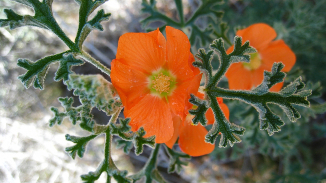 Scarlet Globemallow – Sphaeralcea Coccinea