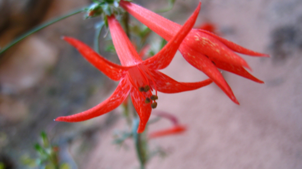 Scarlet Gilia - Ipomopsis Aggregata