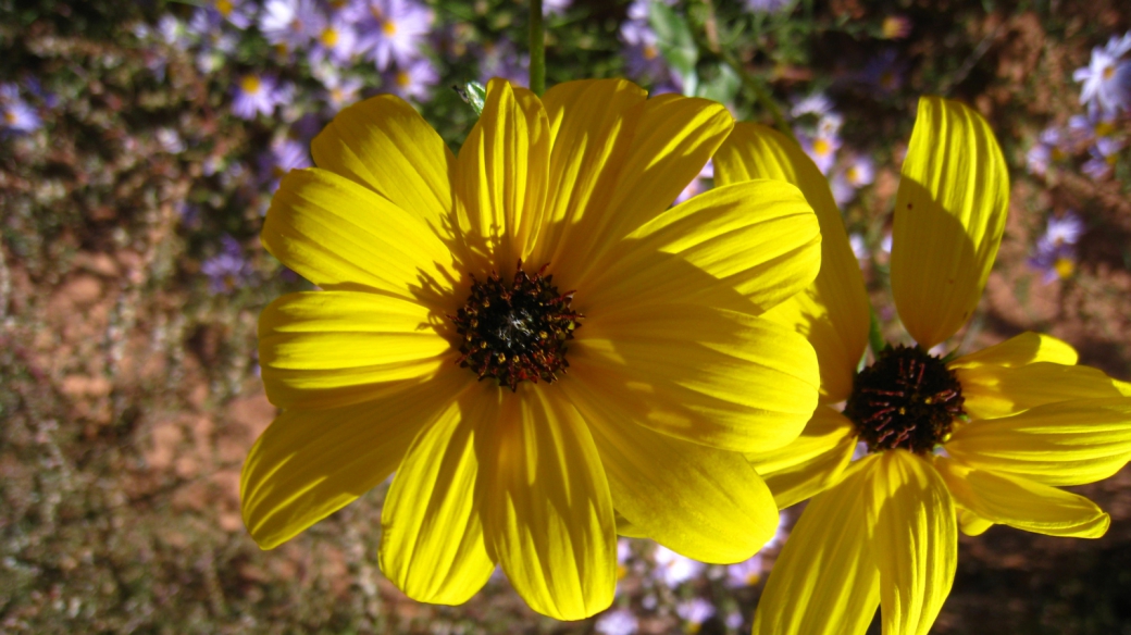 Brown-eyed Susan - Rudbeckia Triloba