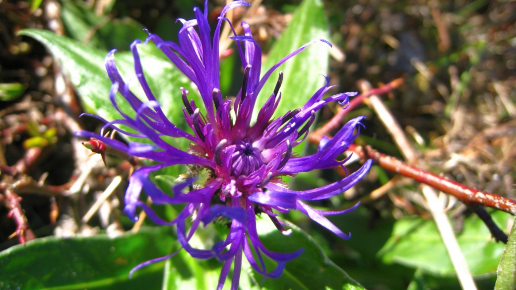 Centaurée des Montagnes - Centaurea Montana