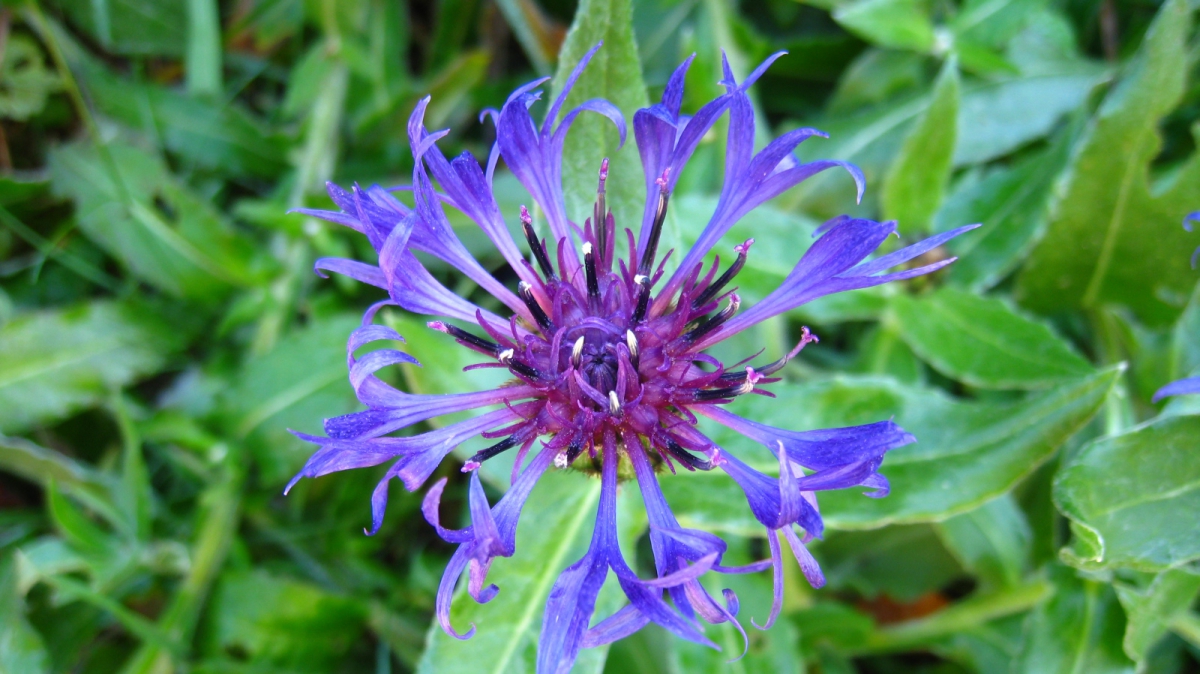 Centaurée des Montagnes – Centaurea Montana