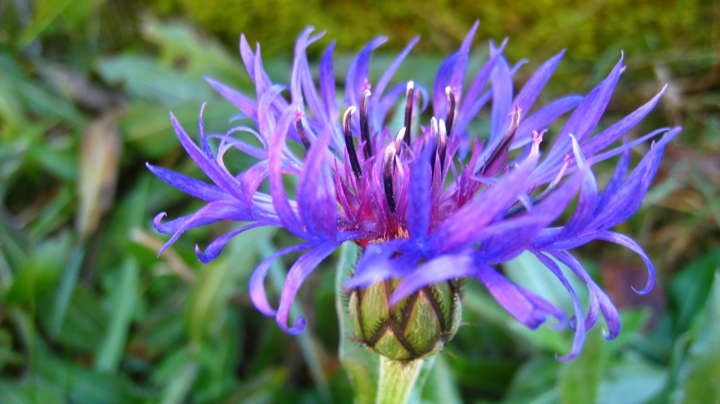 Centaurée des Montagnes - Centaurea Montana