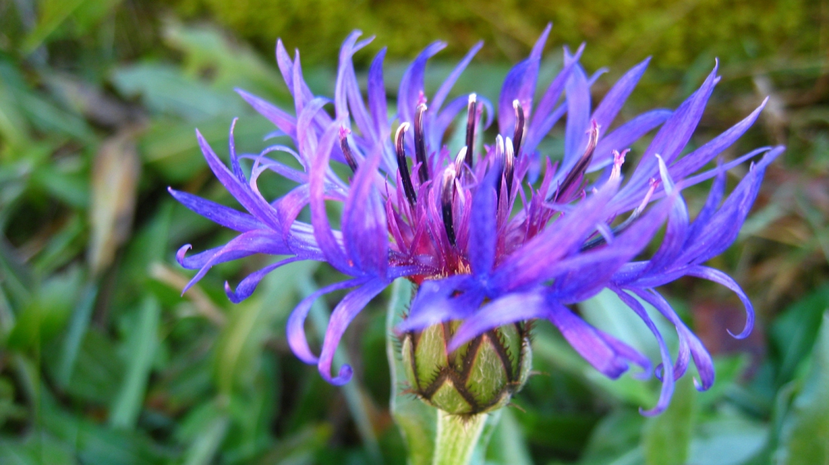 Centaurée des Montagnes – Centaurea Montana