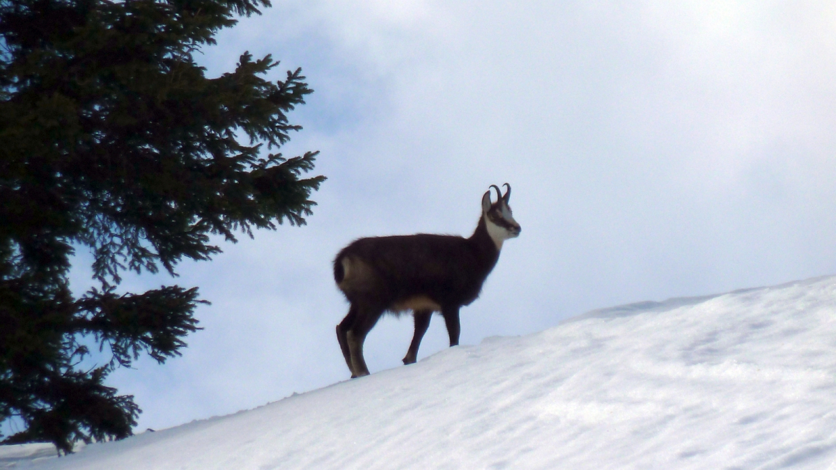 La Dôle – Gingins – Vaud – Suisse