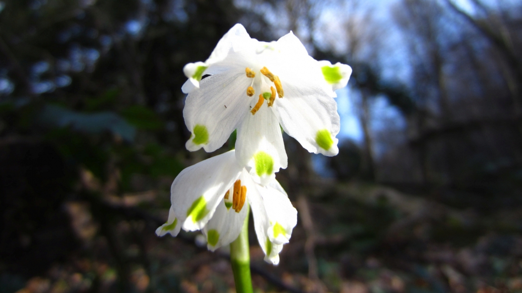 Nivéole de Printemps - Leucojum Vernum