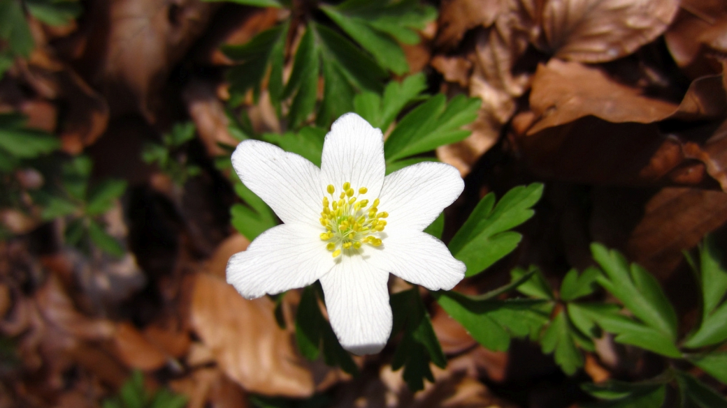 Anémone des Bois - Anemone Nemorosa