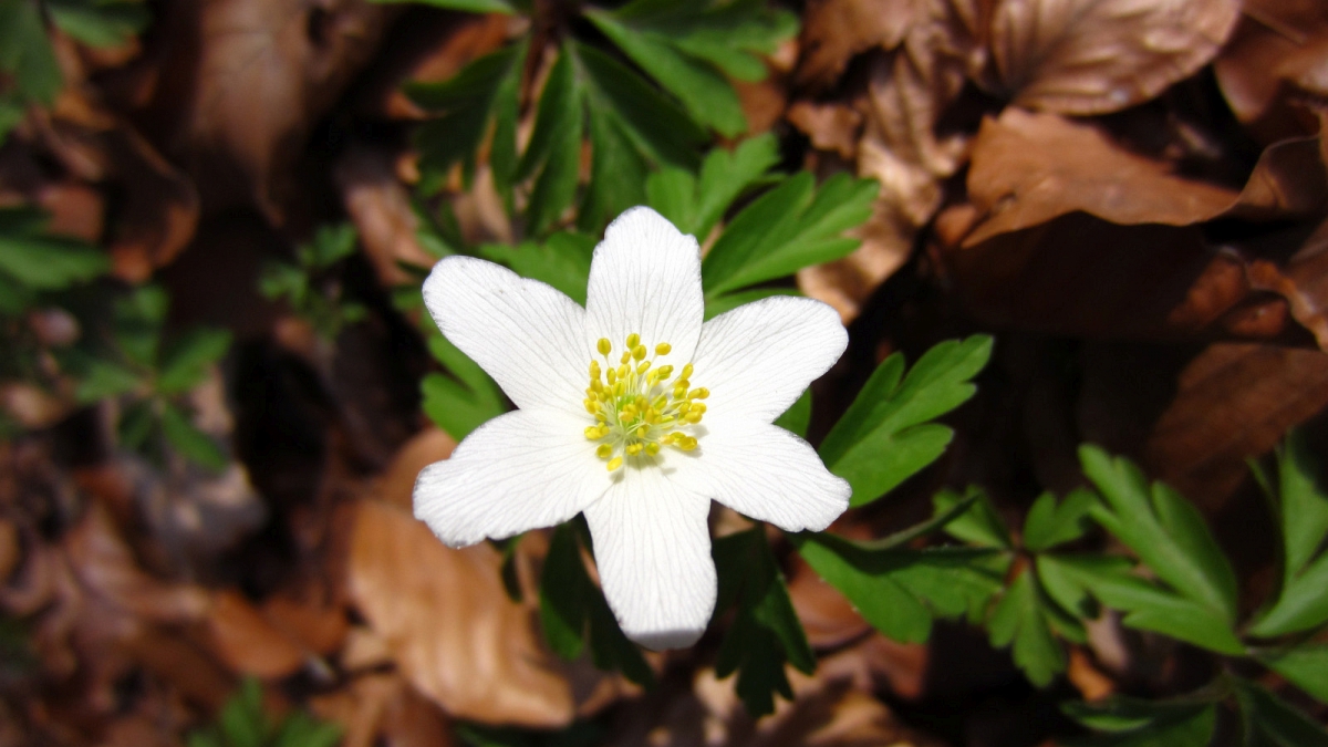 Anémone des Bois – Anemone Nemorosa