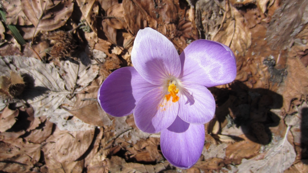 Crocus - Crocus Albiflorus