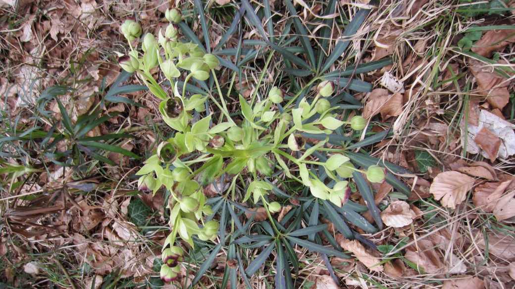 Ellébore fétide - Helleborus Foetidus