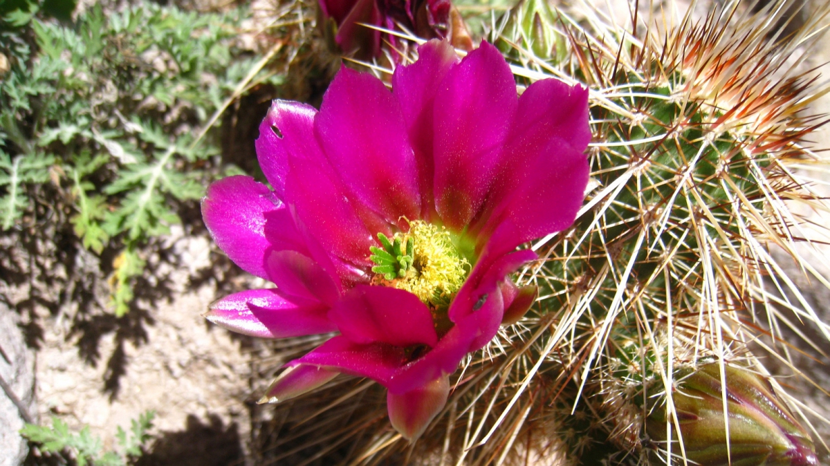 Fishhook Cactus – Mammillaria
