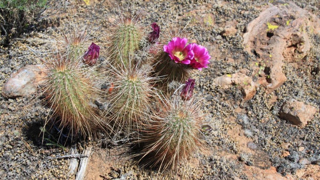 Fishhook Cactus - Mammillaria