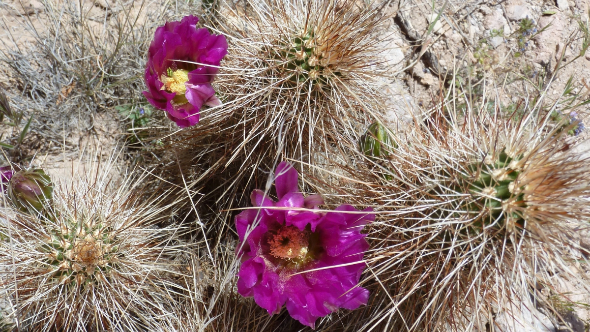 Fishhook Cactus – Mammillaria