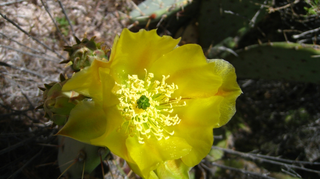 Plain Prickly Pear - Opuntia Polyacantha