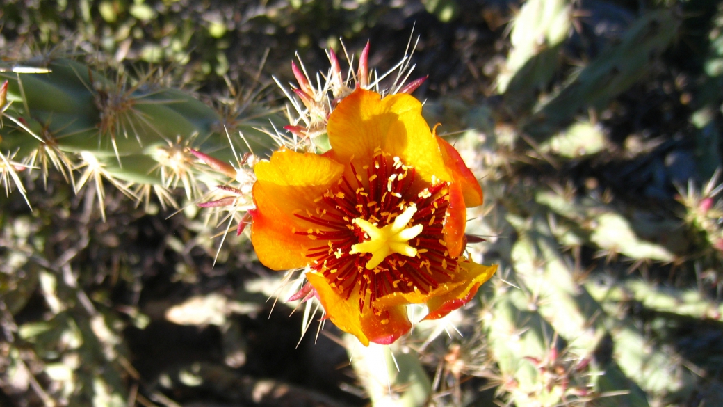 Plain Prickly Pear - Opuntia Polyacantha