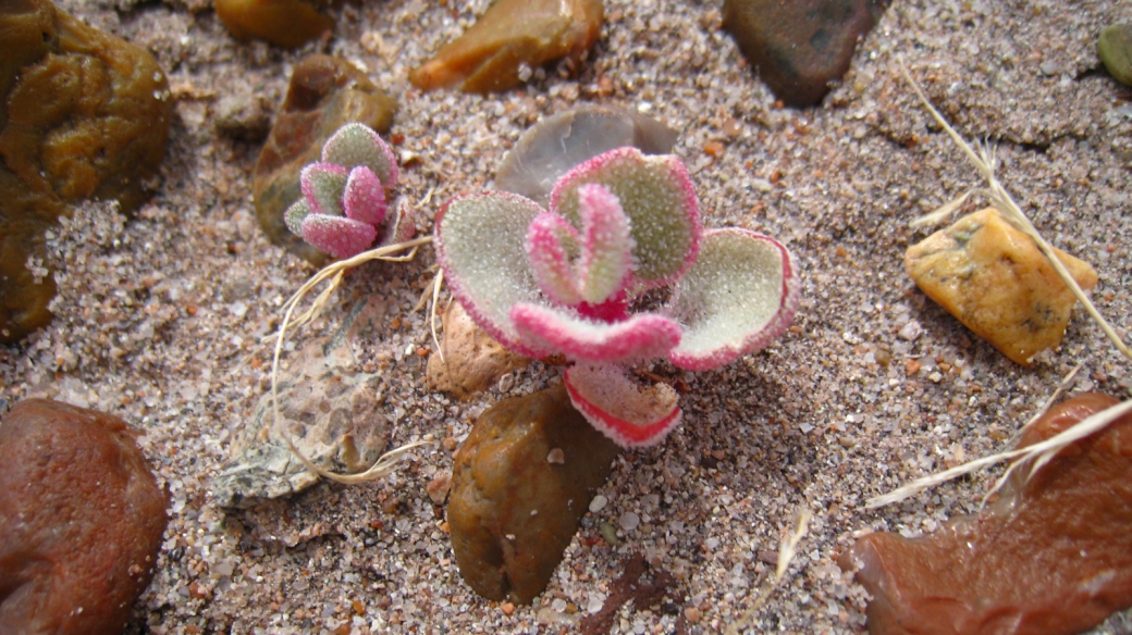 Desert Succulent