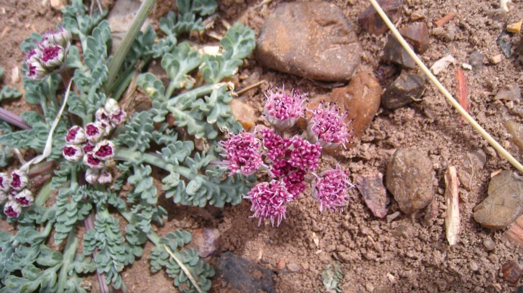 Bulbous Springparsley - Cymopterus Bulbosus