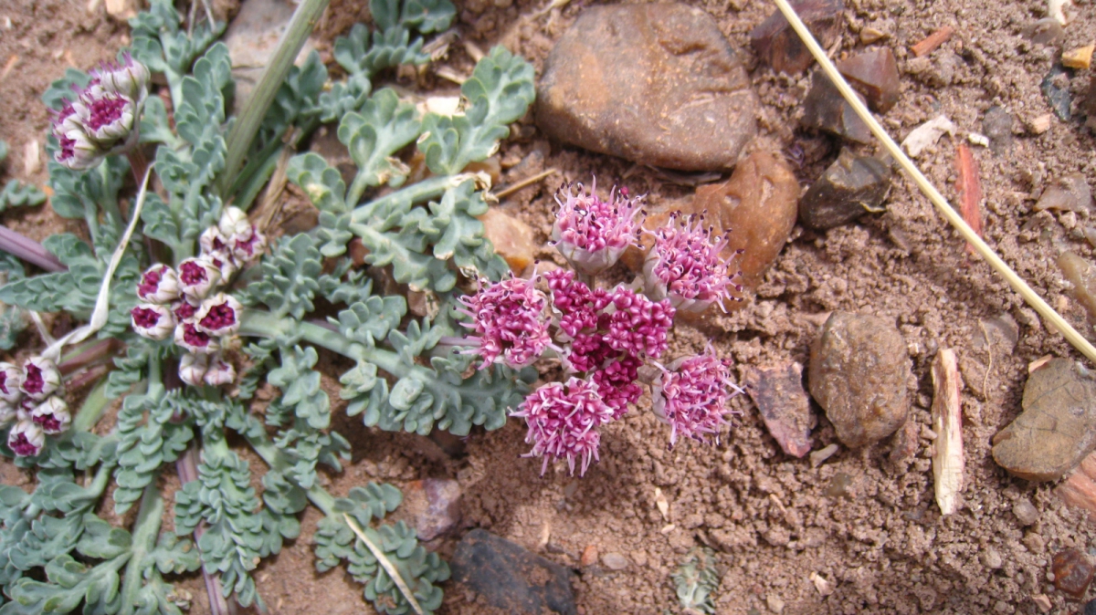 Bulbous Springparsley – Cymopterus Bulbosus