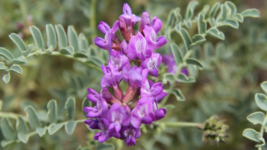 Woolly Locoweed - Astragalus Mollissimus