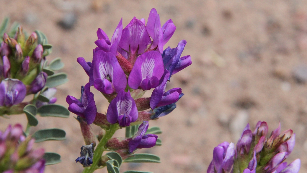 Woolly Locoweed - Astragalus Mollissimus