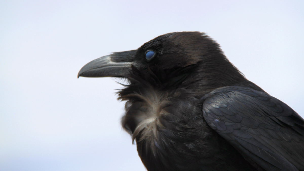 Raven – Corvus