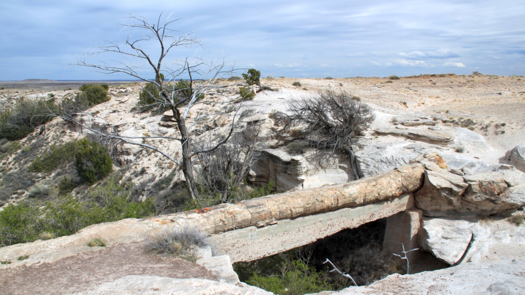 Le tronc pétrifié d'Agate Bridge, à Petrified Forest National Park.