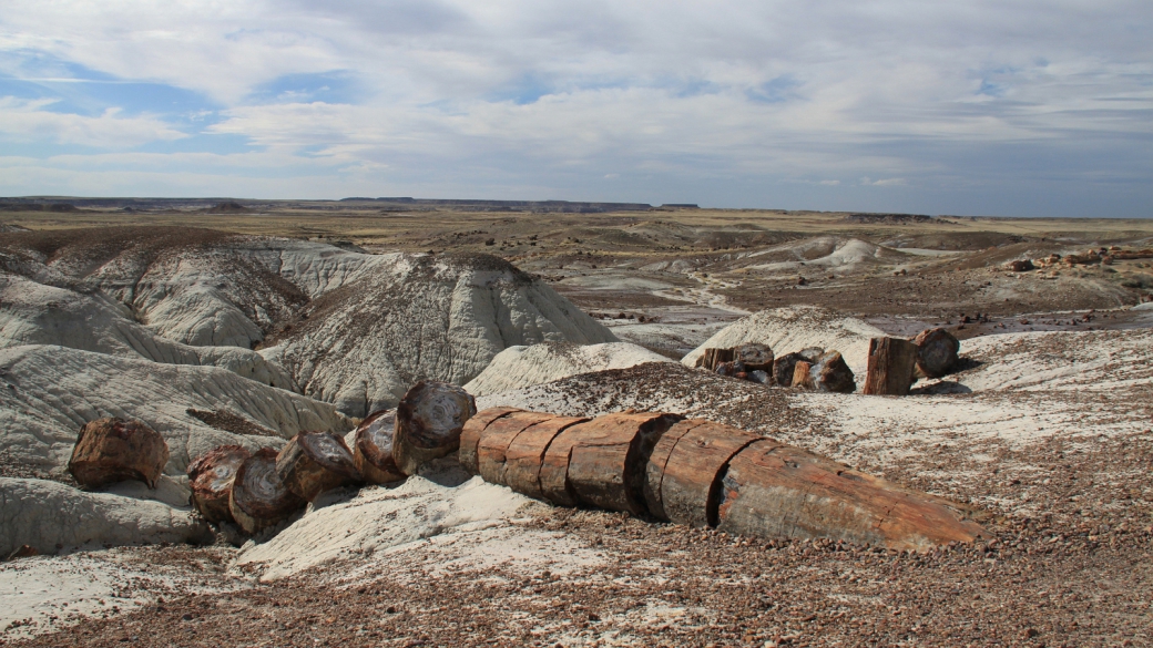 Un long tronc pétrifié au Petrified Forest National Park.