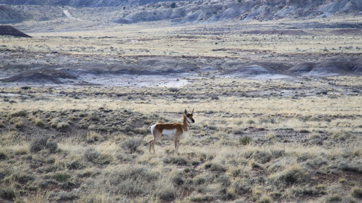 Pronghorn – Antilocapra Americana