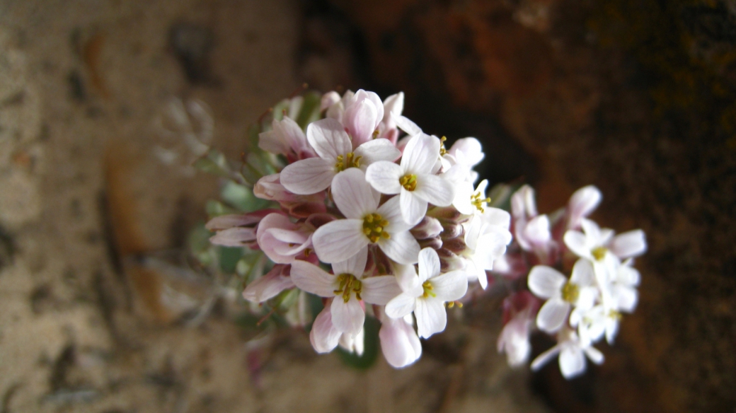 Heartleaf Bittercress - Cardamine Cordifolia