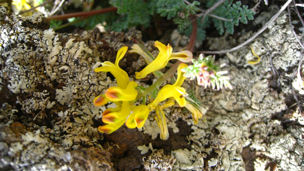 Wood Betony - Pedicularis Canadensis