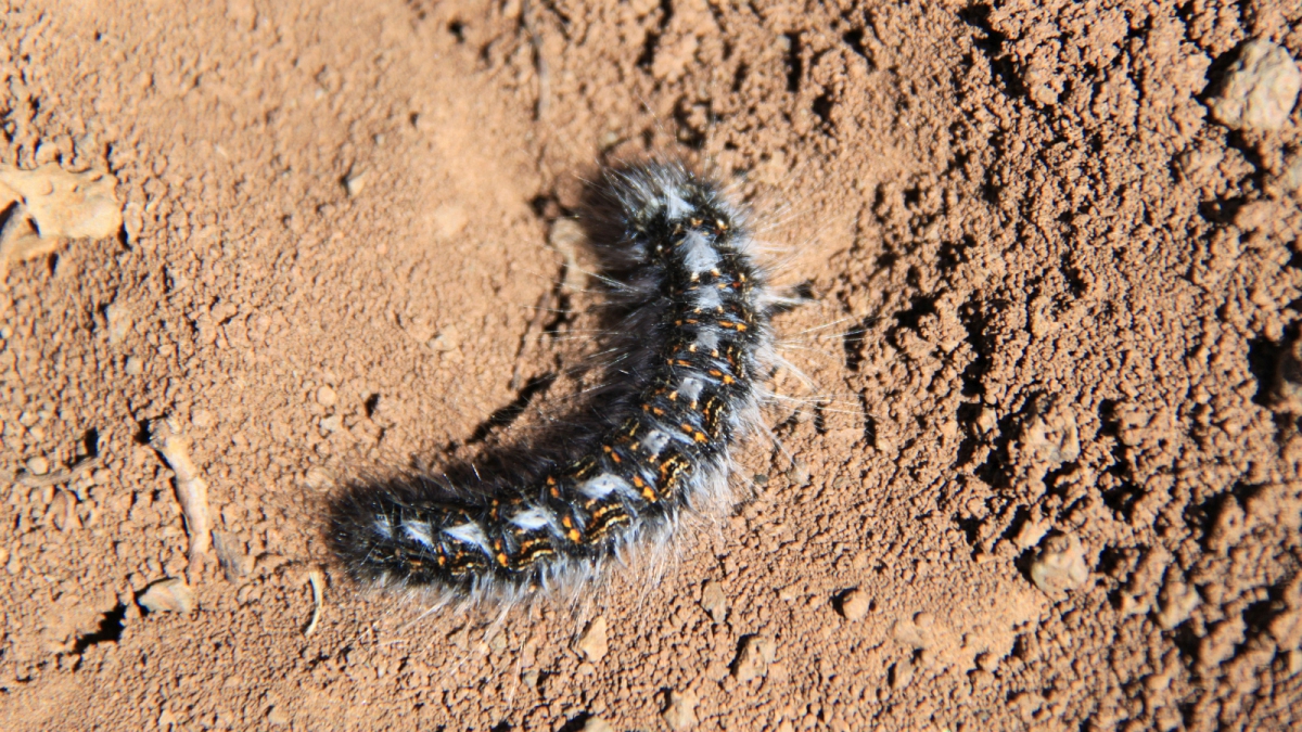 Pine Processionary – Thaumetopoea Pityocampa