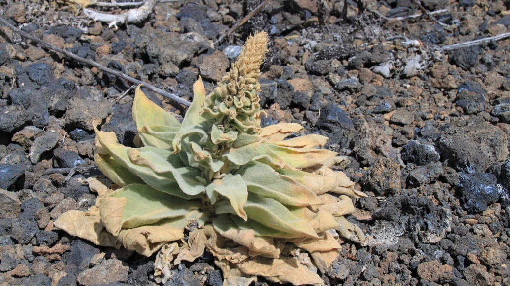 Mullein - Verbascum Thapsus